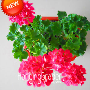 New Fresh Seeds 20 Seed/Lot Hot Pink Univalve Geranium Seeds Perennial Flow