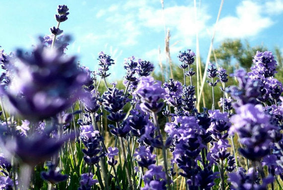 Heirloom 50 Provence Lavender Lavandula Garden Common Lavendar Blue Purple