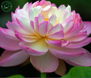 Bonsai seeds Pink lotus seeds, lotus water lily seeds, water lily flower, 1