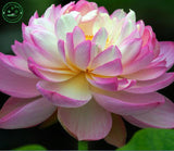 Bonsai seeds Pink lotus seeds, lotus water lily seeds, water lily flower, 1