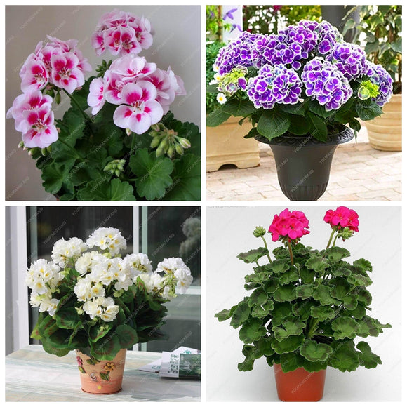 Exotic Geranium Bonsai Seeds Flower Perennial Flower Seeds Pelargonium Pelt