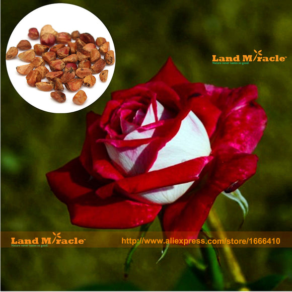 Rainbow Rose Seeds, 20 Seeds/PACK, Rare Baccara Organic Tea Rose Wild Bush