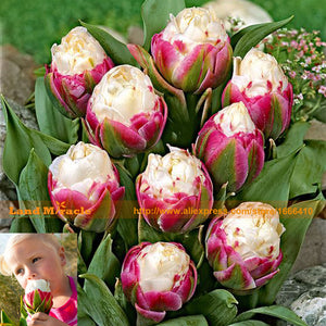 Fresh 50 PCS/Lot Cabbage Rare tulip seeds. Very rare flower seeds garden bo