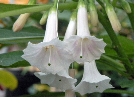 White Mini Angel Trumpet Flower Seeds, White Iochroma Australis Acnistus Se