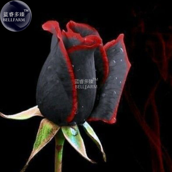 BELLFARM Rare Amazingly Beautiful Black Rose Flower with Red Edge Seedling