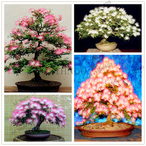 New arrival!20pcs/bag Albizia flower seeds,albizia julibrissin seeds,bonsai