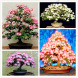 New arrival!20pcs/bag Albizia flower seeds,albizia julibrissin seeds,bonsai