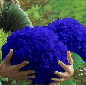 Flower seeds, Hydrangea  A variety of colors seed garden plants bonsai Fort