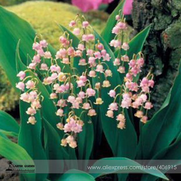 Rare 'Feng Die' Pink Lily of the valley Convallaria majalis Perennial Flowe