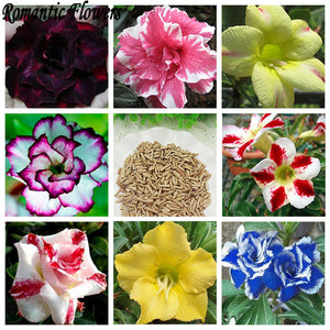 Desert Rose Seeds Balcony Potted Bonsai Plants Adenium Obesum Flower Seeds