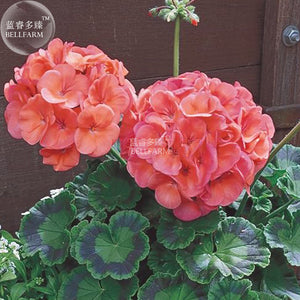 BELLFARM Geranium Bright & Coral orange Flowers Seeds, 10 seeds, big blooms