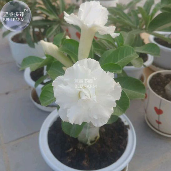 BELLFARM Adenium Purely White Flower Seeds, 2 seeds, 2 layer middle sized b