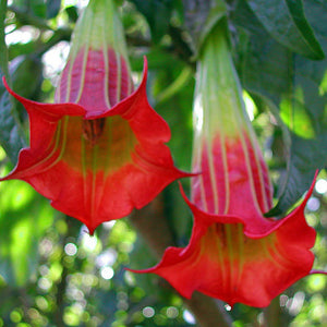 Large Red Angel's Trumpet Flower Seeds, Red Brugmansia Solanaceae  5  Flowe