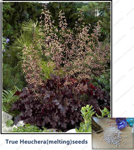 Heuchera(melting)Seeds,Perennial bonsai flower Alumroot seeds for Beautiful