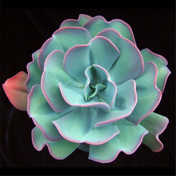 Fresh Rare Echeveria gigantea Seeds bonsai Succulent Plant Flower Seeds   3