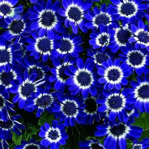 Free Shipping 50 Blue Daisy,Blue Cineraria easiest growing flower,hardy pla