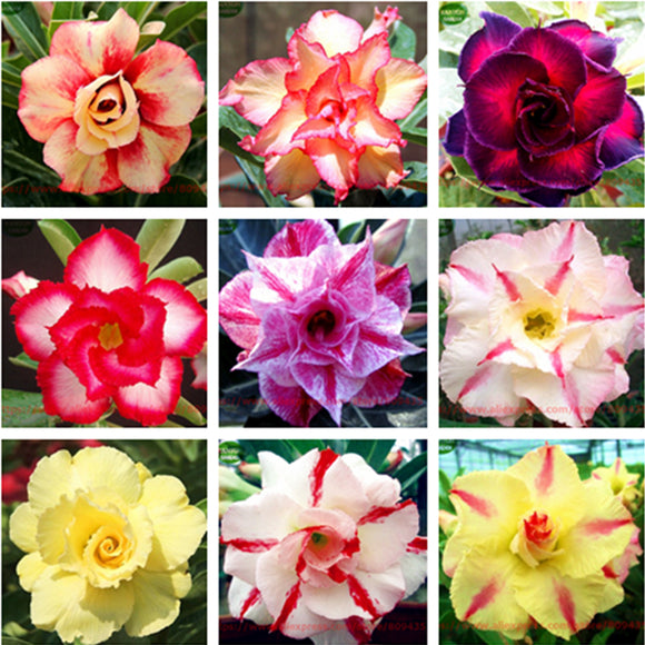 Free shipping RANTON GARDEN 30 PCS Mixed Adenium Obesum seeds quality Prett