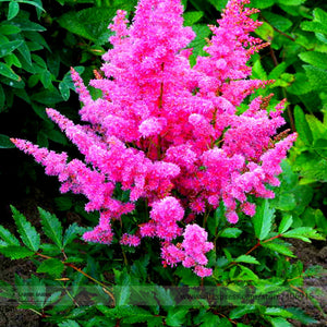 Younique Cerise Pink Astilbe Perennial Flower Seeds, Professional Pack, 100