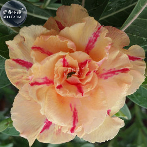 BELLFARM Adenium Orange Petals Red Stripe Flower Seeds, 2 seeds, 4 layer bi