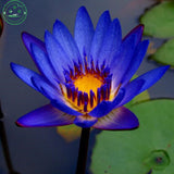 Flower seeds Blue Water lilies /water features/ponds Plants garden decorati