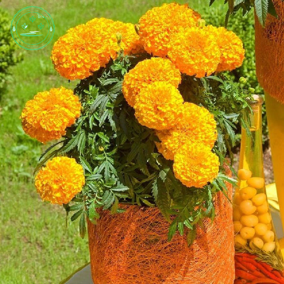 Orange marigold,Potted flower seeds Tagetes erecta, aztec marigold seeds,Ba