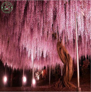 Climbing Flower Vine 10 seed Wisteria seed Outdoor plant bonsai seed Wister