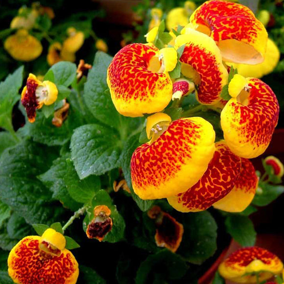 Calceolaria uniflora seeds 100pcs Aliens Flower seeds Garden DIY Bonsai Exo