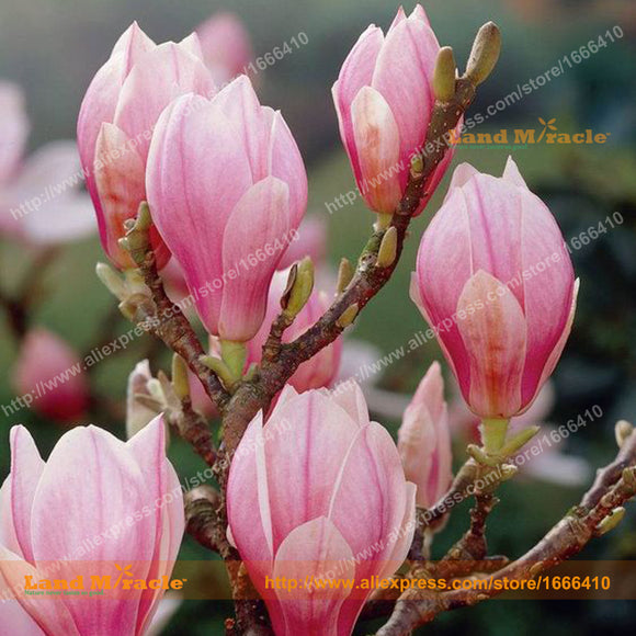Pink Yulan Magnolia Flower Seeds, 15 Seeds/Pack, Fragrant Courtyard Plant M