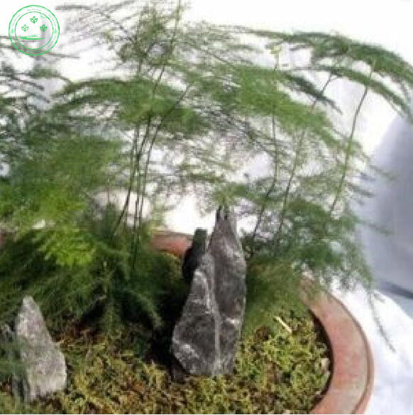 High Quality Seeds 6pcs Potted bamboo Seeds bonsai plant flower seeds indoo