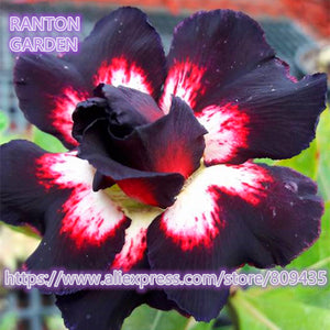 New arrive RANTON GARDEN 5 PCS "Purple knighthood" Adenium Obesum seeds qua