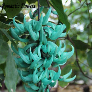 Rare And Endangered Jade Vine "Strongylodon Macrobotrys" Flower Seeds, 2 /