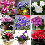 Hot Sale Variety Colors Violet Seeds Garden Plants(Red Blue Purple White)Vi