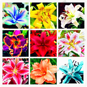 Big sale,100pcs/bag Lilium  seeds double lily flower seeds lilium flower bo