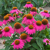 Echinacea Seed Rare "Double" Of Perennial Echinacea , 50 Seeds / Bag , Ha C