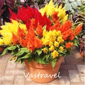 Celosia Cockscomb Plume Flower Mixed Color 100 Seeds Very Easy to Grow Exc