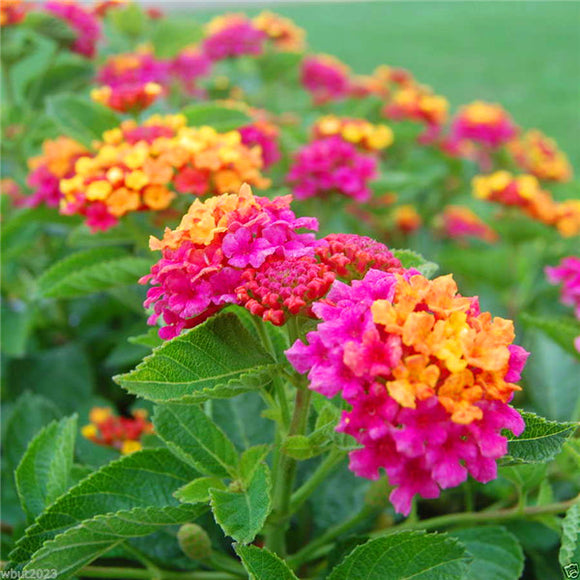 flower seed Lantana camara seeds 20pcs World's Rare Flowers For Garden hom