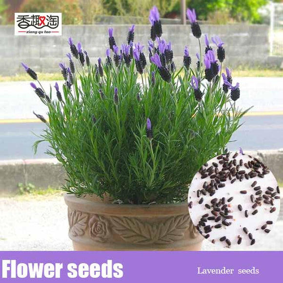 Lavender Potted Plant Seeds 100pcs Flower Seeds-in Bonsai from Home & Garde