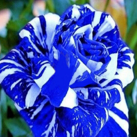 NEW Blue Dragon Rose Seeds,Rare beautiful stripe rose bush plant,garden and