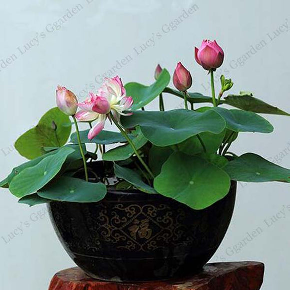 Water Lilies lotus seeds, Aquatic plants flower seed 10PCS-in Bonsai from H