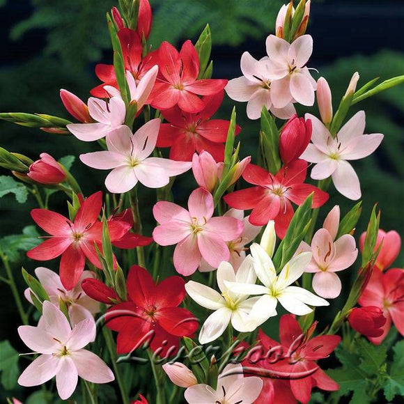 1 Clivia Seeds Flower Elegant Perennial Chinese Flowers Cheerful Fresh loo