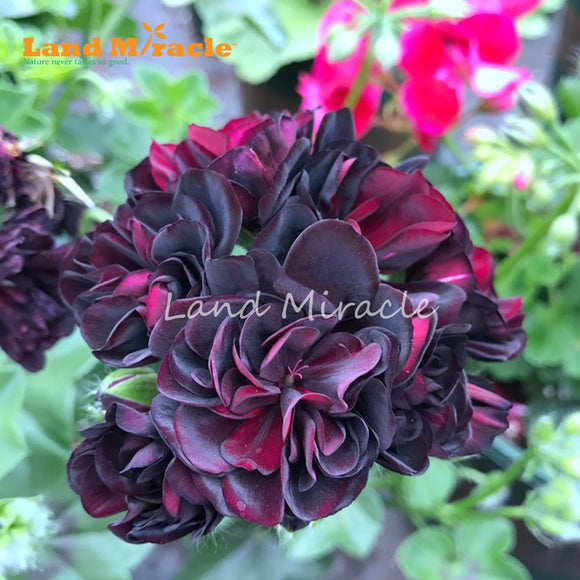 LAND MIRACLE 5PCS Rare Geranium Seeds Black Rose Pelargonium Perennial Flow