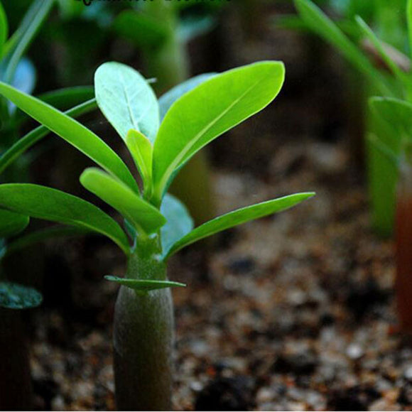 Desert Rose Seeds Balcony Potted Bonsai Plants Adenium Obesum Flower Seeds