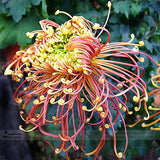 Japan Spider Chrysanthemums Flowers Seeds, Professional Pack, 100 Seeds / P