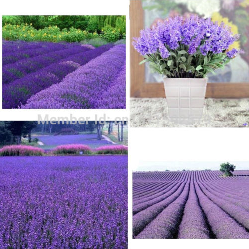 Lavender Seeds Lavandula Officinalis Garden Flower Medicinal Plant Quality