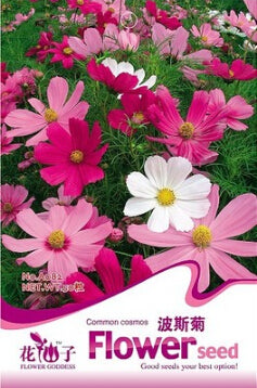 1 Original Pack 100 Seeds / Pack Common cosmos Seeds, chrysanthemum home ga