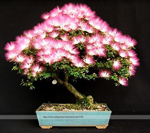 Bonsai Tree Albizia julibrissin seeds.rare flowers seeds in bonsai,30 seeds