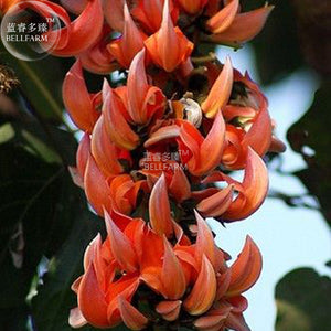 BELLFARM Strongylodon Orange Jade Vine Perennial Climbing Flower Seeds, 5 s