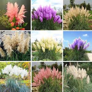 New Rare Pampas Grass Seeds Ornamental Plant Flowers Cortaderia Selloana Gr