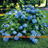 'Nikko Blue' Hydrangea Flower Seeds, 10 Seeds/Pack, Very Beautiful Long las