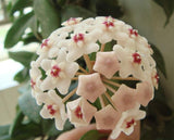 hoya seeds, potted seed, hoya carnosa flower seed Garden plants, perennial